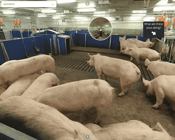 pig image used as transition wipe